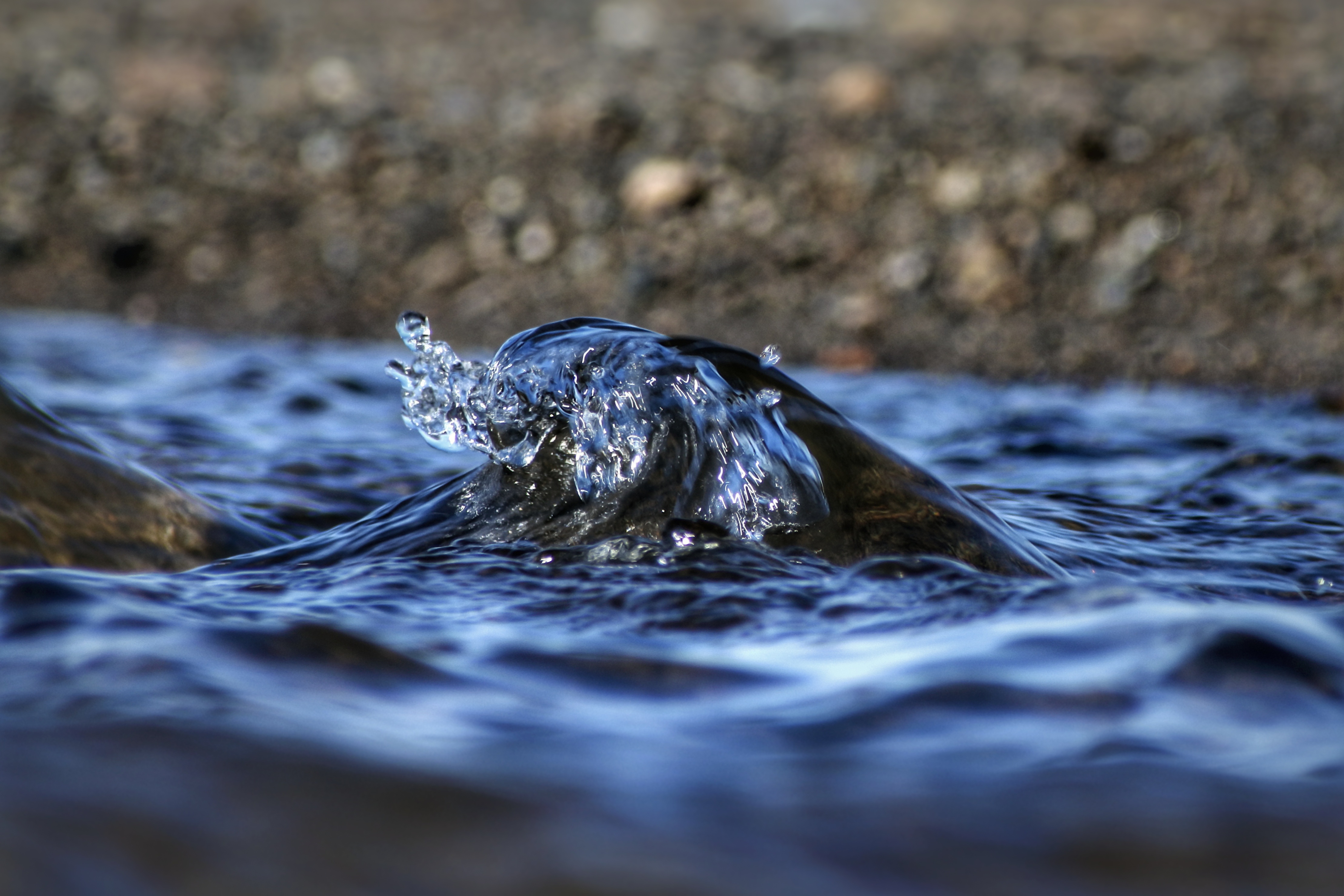 Животные водных ресурсов. Река море 6с. Water Reaver. Картинки воды пресной и животных плавающих в ней. Быстроходка на воде 6 букв.