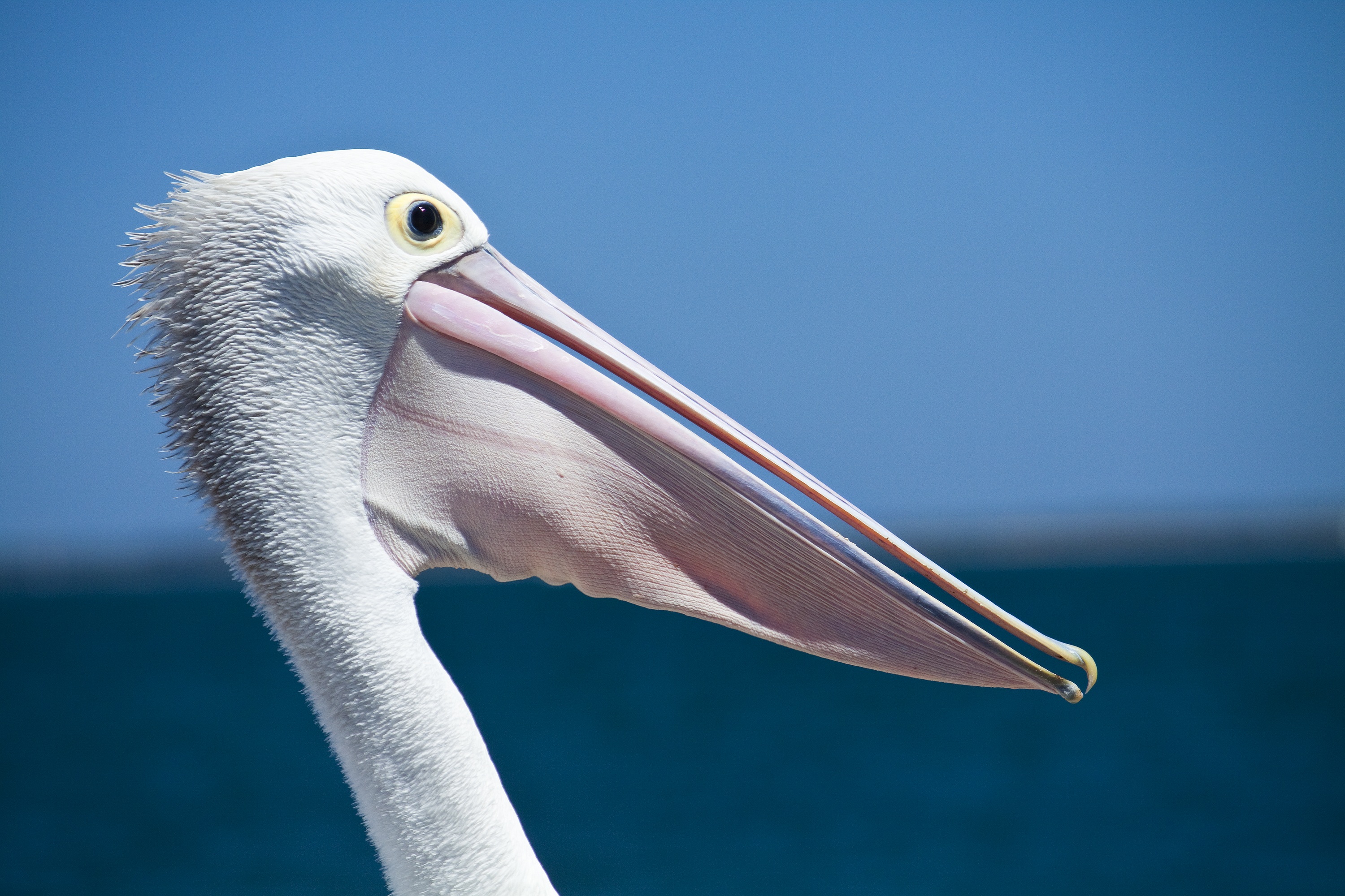 Pelican Seabird Coastal Birds free image download