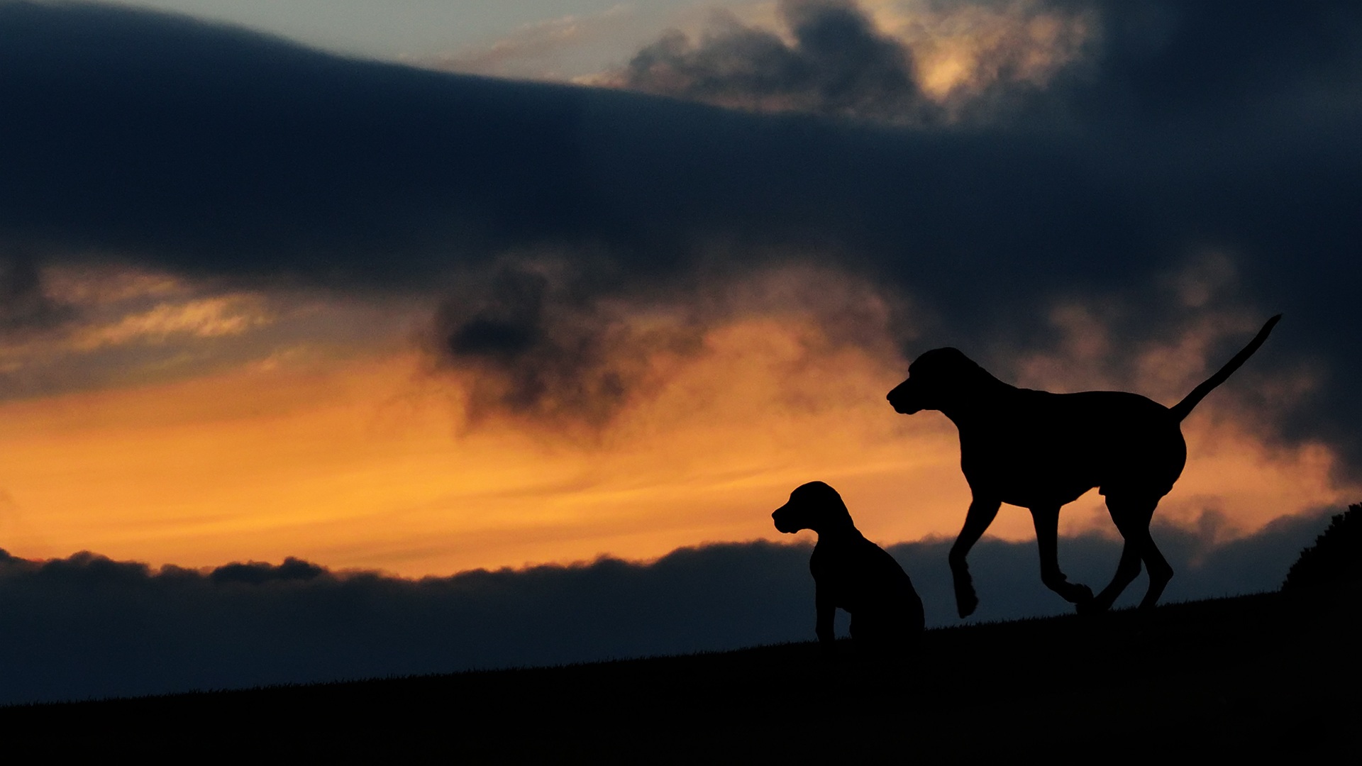 Silhouette Two Dogs free image download