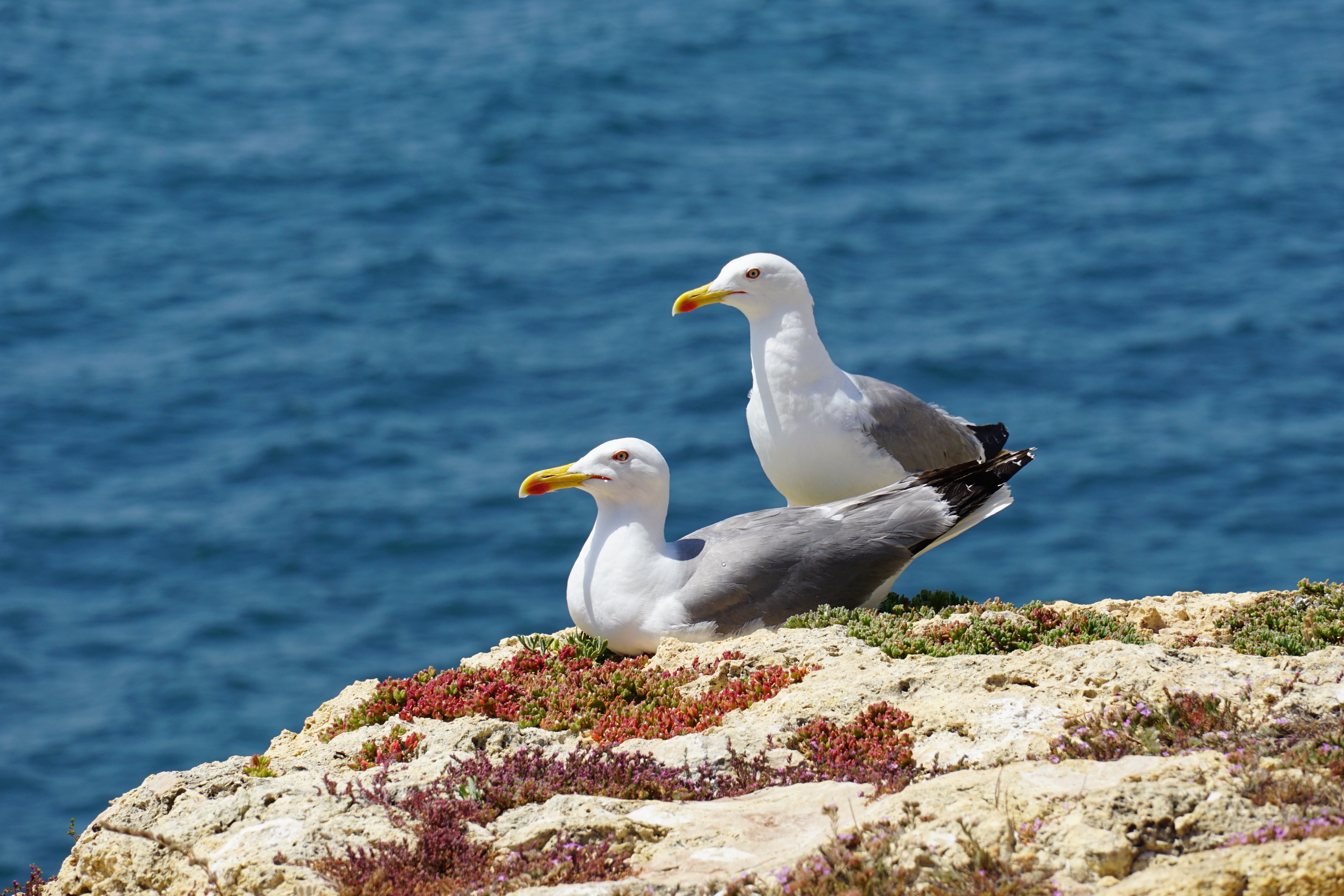 Чайки черного моря фото