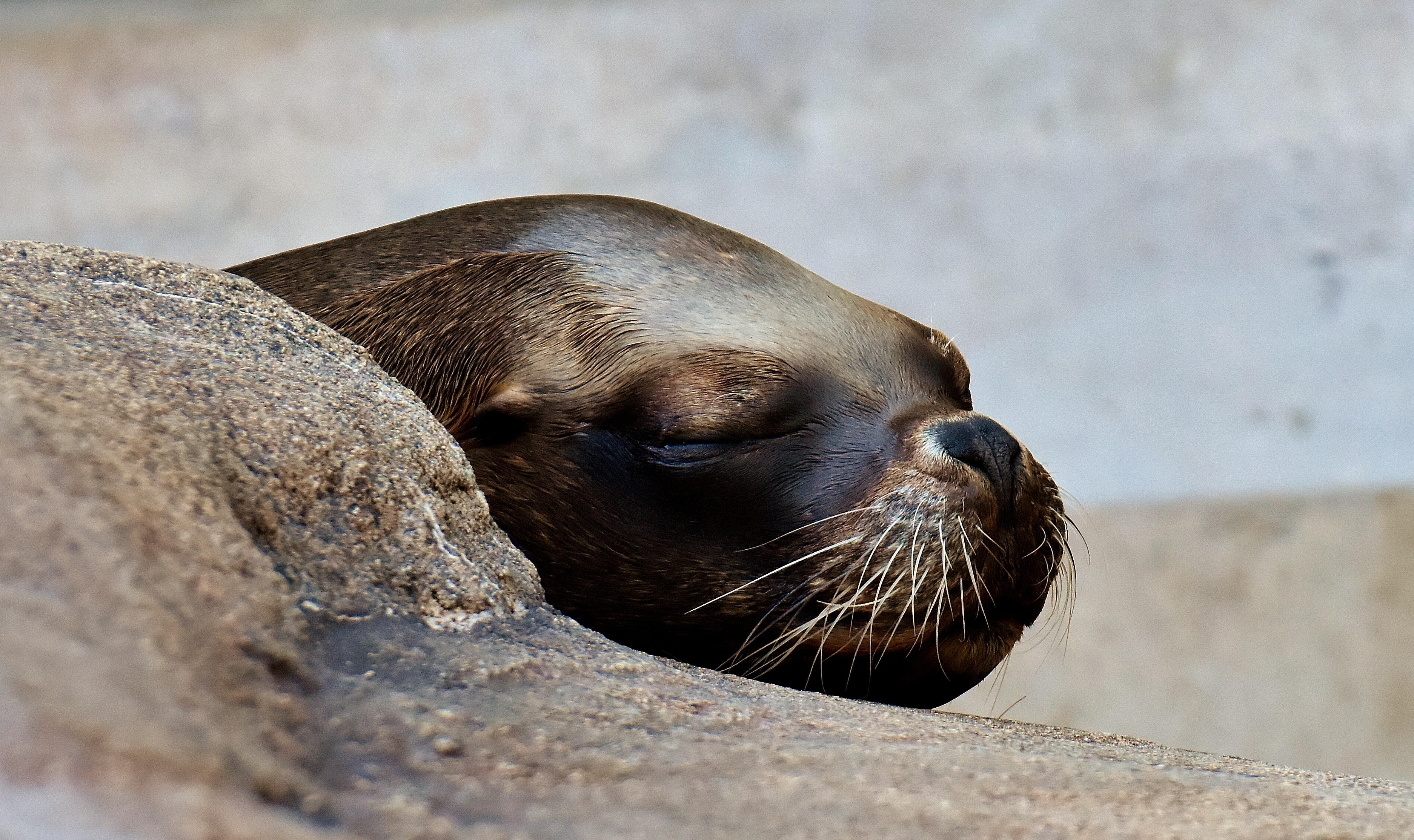 Тюлень дикое животное. Курск Нерпа фото. Враги тюленей фото. Seal animal in Russian.