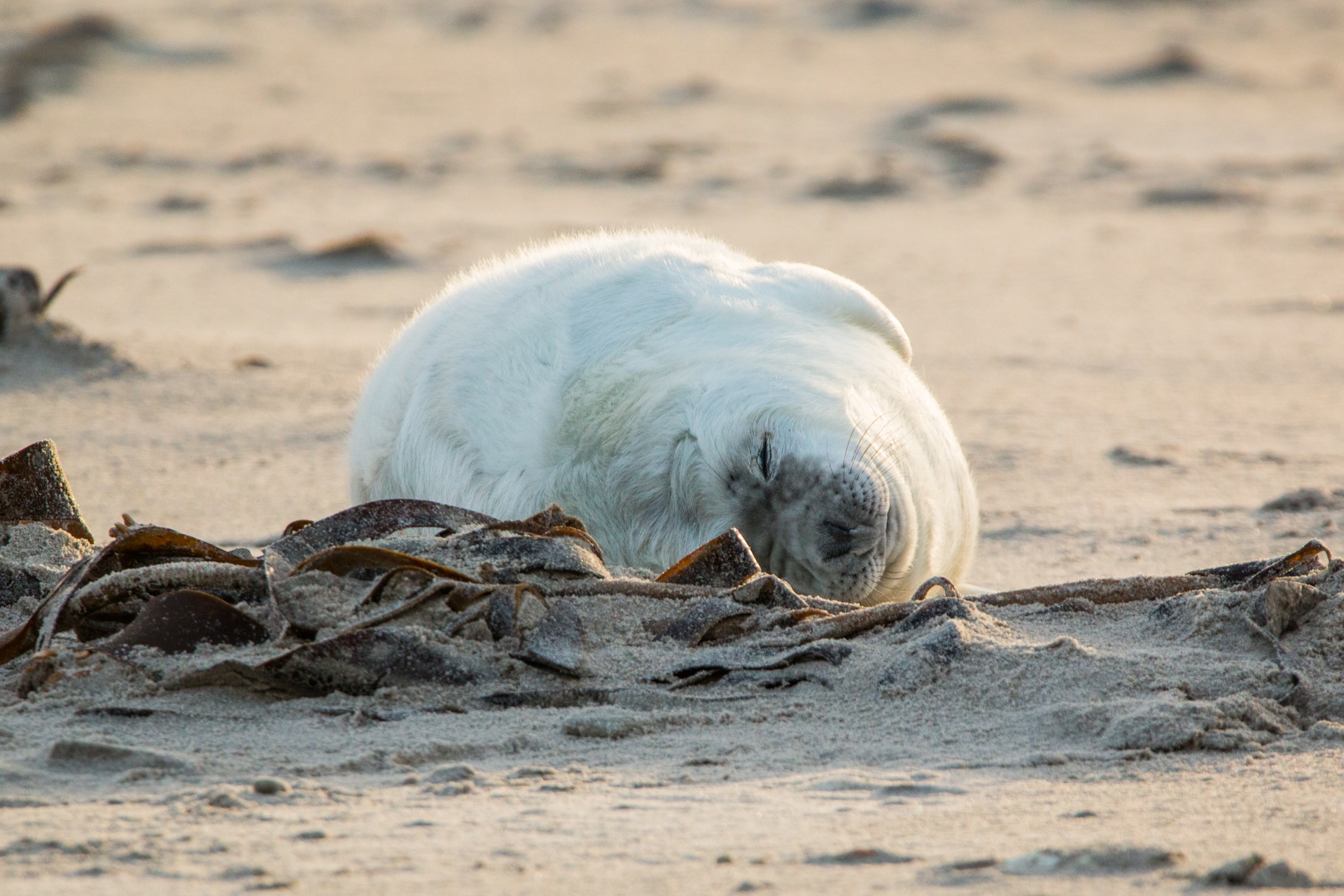 Grey seals are big animals. Тюлень прыгает. Морские котики прыгают по земле. Тюлени прыгают по миру. Моремех