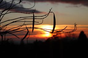 Beautiful landscape with silhouettes of the plants, at colorful and beautiful sunrise with clouds