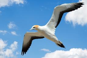 Gull Gannet Seagull Sea