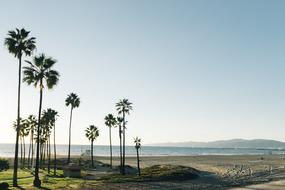 Palm Trees at Sand Beach