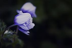 Close-up of the beautiful, blossoming, violet and white anemone flowers, at blurred background