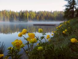 Buttercups flowering on shore of foggy Lake