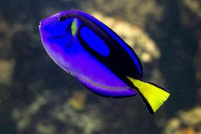 exotic purple fish in water on blurred background