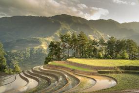 Beautiful and colorful rice terraces with water near the mountains, in the valley of Vietnam