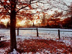 snow in autumn landscape