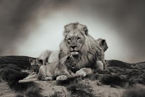 Lion Cub Animal Baby at wildlife