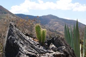 Beautiful landscape of the colorful mountains with plants and rocks, in sunlight, in Mexico, under the blue sky with white clouds