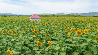 Sunflower and pink roof House