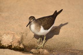 Stint Bird at Wildlife