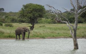 elephant at Nature Tree Water