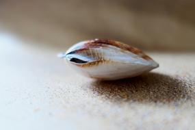 The Beach Pearl Shell