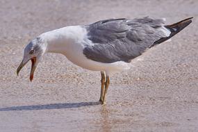 Seagull Bird Sea at sand