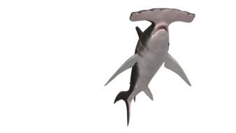 hammerhead fish on white background