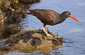 bird on a stone near water in the wild