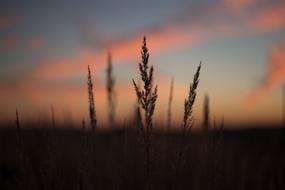 grass spikes at pink blue sky, blur Background