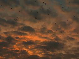 Clouds Birds Flying at sunset