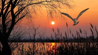 landscape of lake bird gull nature