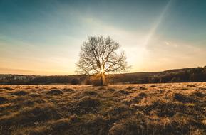 tree in sunbeams in sunset landscape