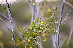 Close-up of the colorful bush with branches, in Papago Park, Arizona, USA