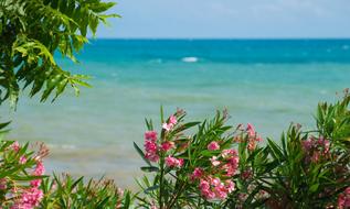 Sea Flowers Landscape Palm