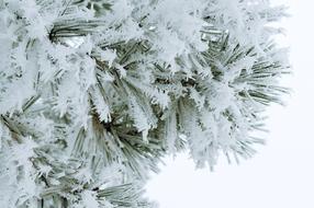 christmas tree in the snow close up