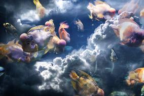 Composition of Fish Clouds