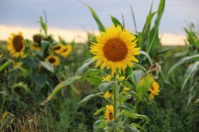 Sunflower Cornfield Nature