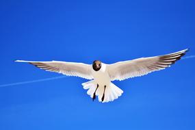 Ivory gull flying in the blue sky