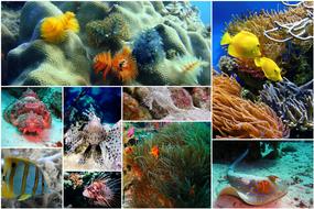 exotic fishes collage photo collage