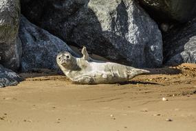 baby seal on the north sea coast on a sunny day