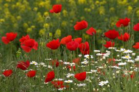 Beautiful, red and other colorful flowers on the meadow
