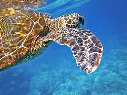 Sea Turtle Green Giant animal