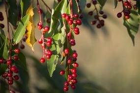 red Bird Cherry Fruit