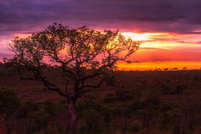 Africa tree Sunset