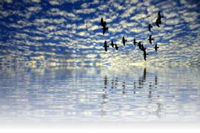 flock of birds in sky over water, digital art