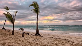 stormy wind on a tropical beach