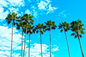 Palm trees with green leaves, in Florida, USA, under the blue sky with white clouds