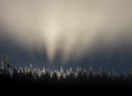 evening glow over forest in Yellowstone National Park, Wyoming, USA