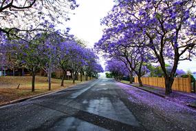 Beautiful and colorful landscape of the road among the purple trees and colorful plants in Jacaranda