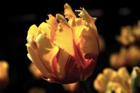 Yellow Flowers at Sunlight
