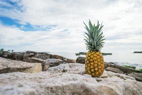 pineapple on a rock by the sea