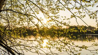 Tree Leaves lake