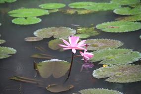 Close-up of the beautiful, pink and white lotus flowers among the colorful leaves in the pond in Bali, Indonesia