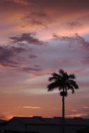 Sunset Sun Palm