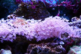 Close-up of the beautiful and colorful corals and polyps in the water in aquarium